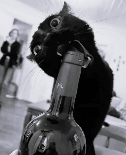 Black and white photo of a black cat who's got its teeth around the top of a sealed, unopened bottle of wine.