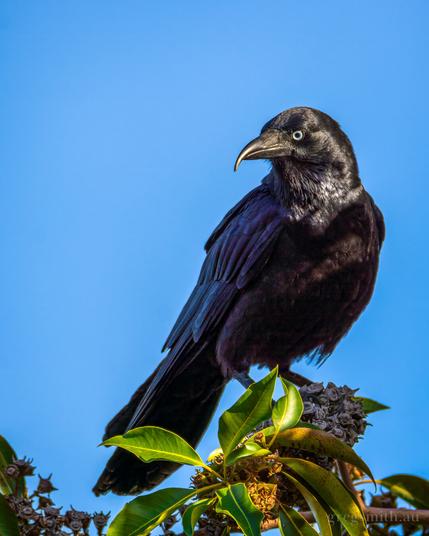 A little raven, Corvus mellori, perched atop a Queensland box tree (Lophostemon confertus), against a clear blue sky.