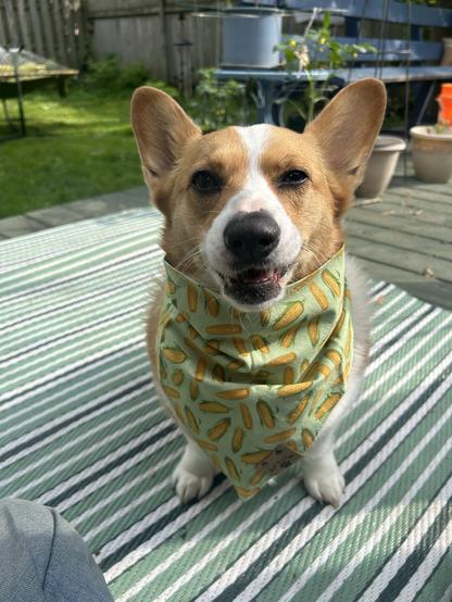 A red and white corgi making a face while wearing a green bandana with corn print on it. She’s sitting on a green, dark green and white outdoor rug.