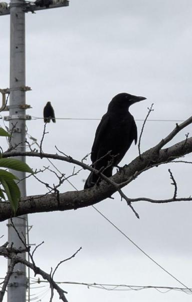 Crow fledgling in the foreground, on a branch. Ms Crow in the background, on a utility cable,. watching carefully.