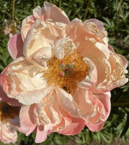 A pink and white peony in full bloom, revealing its center. A bee is at the bottom of the floral center gathering pollen.