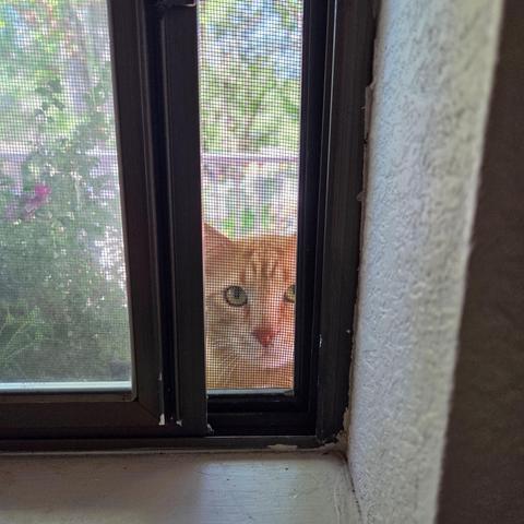 The corner of a window with a black metal frame. The window is opened a few inches with the screen showing. Obi, an orange tabby with yellow eyes, looks through the screen with a snapdragon plant to the left of him.