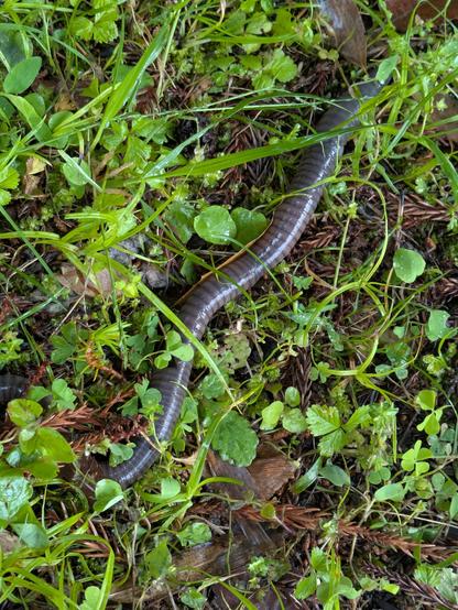 A very large earthworm moves through grass and small plants. It's at least a centimeter in diameter at the widest.