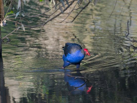 A swamphen wading in shallow water in a wetlands