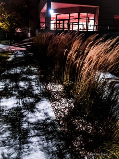 Standing at the top of a path leading into an office building at night, you can see how the harsh illumination of a streetlight creates intriguing shadows . The sidewalk has a hatched pattern of black shadows on the light gray cement. At the right, an elevated bed of grasses looks like streaks of russet brown. The foot of the parh stops at the building entrance stairs, which are glowing red under an off-screen neon light. The building atrium glass walls show an empty out of focus area lit up in pink.