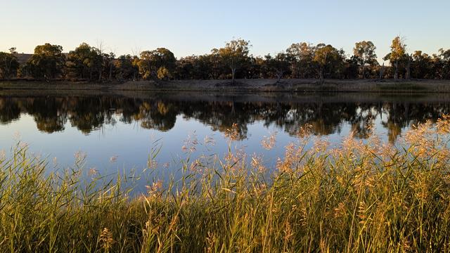 Looking across the River Murray, east of Waikerie, South Australia just before dusk. The still river is about 200 metres wide and reflects the far river bank lined with river red gums, Eucalyptus camaldulensis. The foreground river' edge where the photo was taken is a narrow strip of tall reeds with fluffy seed heads, glowing in the end of day light.
