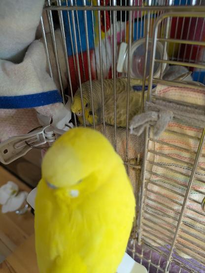 2羽の小鳥。手前には黄色い鳥がぼやけており、奥のケージの中には灰緑色の鳥がとまっている。
