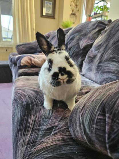 A small black and white rabbit stands on the couch looking pointedly at the camera with big ears and eyes