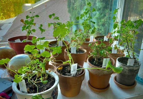 Garden window with potted germanium plants grown for scent of their leaves. The closest read Nutmeg, Peppermint, Orange, pine, Ginger, Cinnamon.  You don't need to be sighted to enjoy this garden!