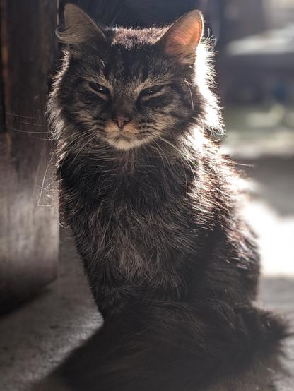 A fluffy tabby cat is facing the camera. His entire body is visible with his tail wrapped around his paws. There is a door to his right and sunlight backlighting his fur.