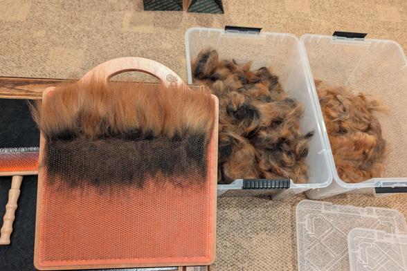 The same blending board in the previous photo has been loaded with fur along the top edge. This is Tibetan Mastiff fur from Oni, focusing on the parts that are stark dark brown on the inner half and bright fiery orange on the outer tips. The fiber has the dark half brushed down into the teeth of the board, leaving the fiery orange ends free at the top. Bins of source fur appear on the right.