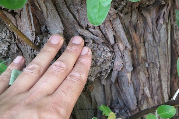 Photo of treespecies Elaeagnus angustifoli : Category is bast-bark-rinde-ecorse-corteza