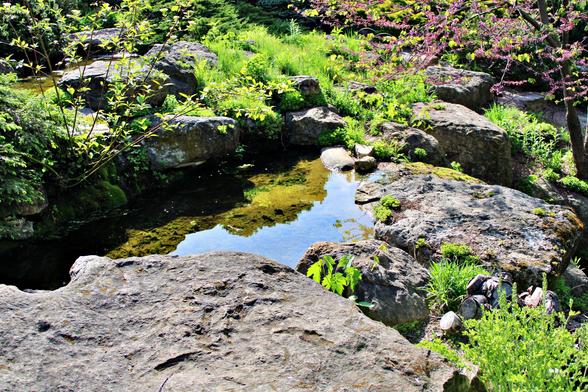 Hillside water feature with flow to small (unseen) waterfall with large rocks and a variety of plants, bushes and trees. The water surface is reflecting the rock borders and sky.