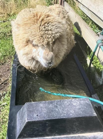 Alpaca squatting down in a water tough.