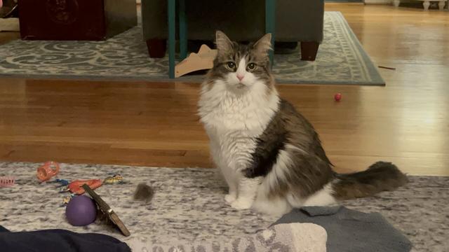 A fluffy cat sits on a rug surrounded by various toys, including a purple ball and colorful objects. The setting is a cozy indoor space with wooden floors and a couch in the background.