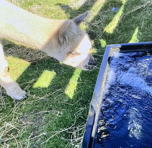 Chaser the alpaca checking out the trough being filled with water.