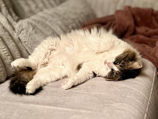 A fluffy white and gray cat is lying on its back on a soft gray couch. A warm purple blanket is draped nearby. The atmosphere appears cozy and relaxed.