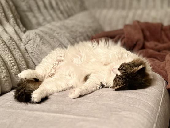 A fluffy cat is sleeping on a light gray couch, lying on its back with its paws in the air. A cozy blanket in a warm color is partially visible in the background.