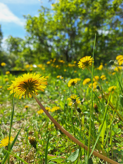 Sunny meadowlike yard, focusing on a dandelion in the foreground.