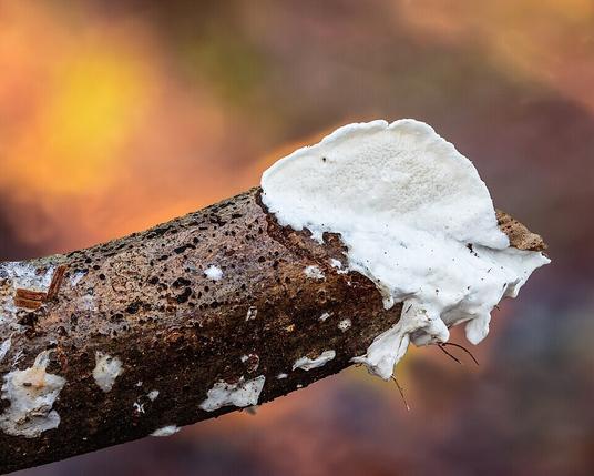 Skeletocutis nivea on a dead twig. Focus stack of 29 photos.