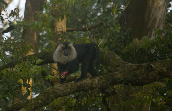 A Lion-tailed macaque injured its left leg standing on the branch with trees in the background.