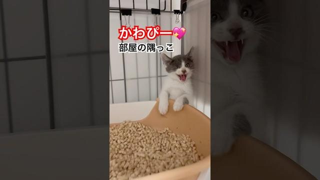 保護猫が部屋のすみっコで拗ねると〜♪ | ねこせん