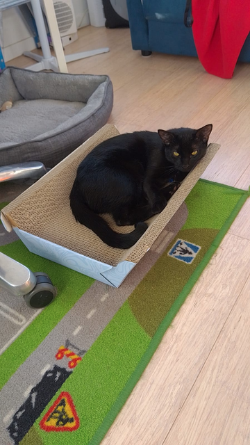 A dark kitten lays on a cardboard bed