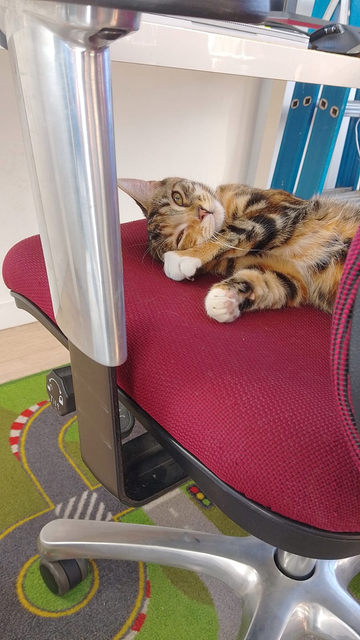 A tabby kitten lies adorably on an office chair