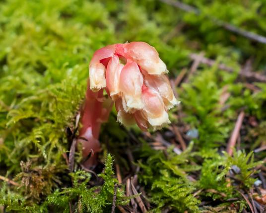 A  small plant, sprouting out of a mossy bank. Mostly pink; thick, pink, fleshy stem, pink  sepals, and creamy petals with fringed tips. All looking downward on one side of the stem. Hipopitys monotropa = "below trees one sided".