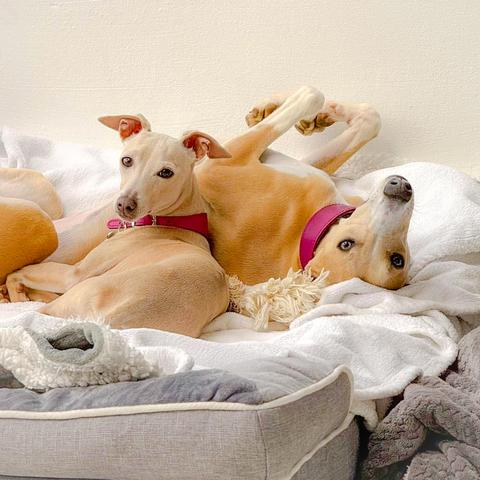 Two light-coloured dogs on a grey and white
dog bed, looking at the camera. One dog is on its back with its paws in the air.