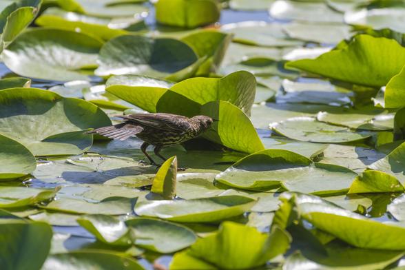the Red-winged Blackbird lifts another lily-pad, and now we see the bird from a different angle