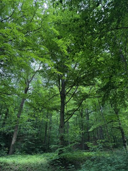 Eine ruhige Waldszene mit üppig grünen Bäumen und dichtem Laub, mit Sonnenlicht, das durch die Blätter filtert. Die Komposition umfasst hohe Baumstämme und Unterholz, die eine ruhige natürliche Umgebung darstellen.