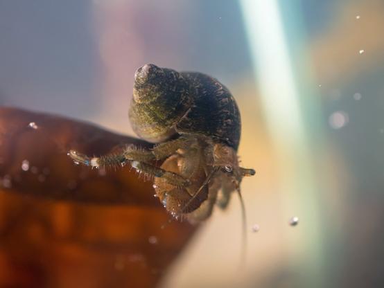 A brown hermit crab stands on a blade of reddish brown seaweed. Hermie is face down, with the shell above the body, antennae pointing downward, sensing where the tumble will take them. The shell is almost black, a nicely-rounded shell with few spiral turns. A few bubbles float in the water, and some are stuck on the hairs on Hermie's legs and chelipeds.