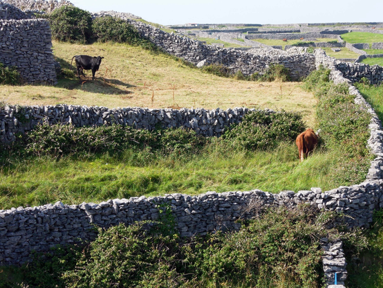 szene auf inisheer … insel vor irlands westküste … sehr viele natursteinmauern gegen den heftigen wind … dazwischen wiesen in unterschiedlichem grün … und kühe die sich zwischen den ummauerten parzellen bewegen können