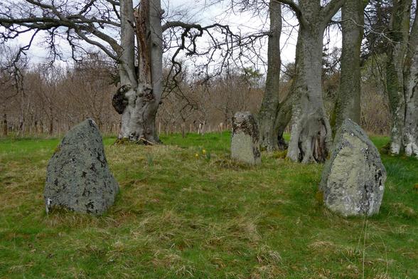 Three grey standing stones in a triangular setting within the grassy margins of an open wood. Daffodils in bloom grow near the central stone. Grey-barked trees form the backdrop. The two stones on either side are pointed, the central stone has more rounded top. All three are dotted with lichen.