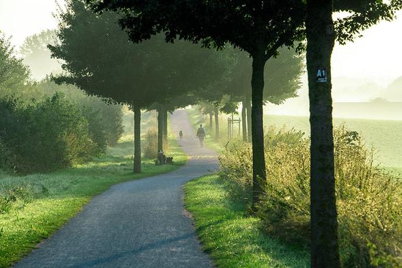 A tree-lined hiking trail in low sun with early morning fog and a woman walking her dog in the distance