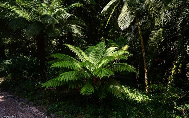 Auf einem niedrig stehenden großen Farn, der von dicht zusammen stehenden hohen Baumfarnen umgeben ist, fällt ein Sonnenstrahl. /
A ray of sunlight falls on a low-lying large fern surrounded by densely packed tall tree ferns.