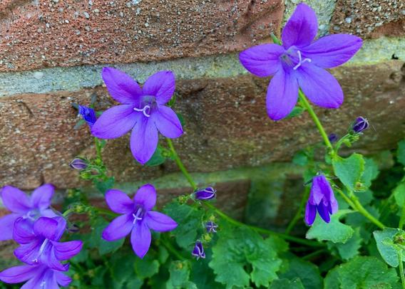 wonderfully purple campanula grow directly in front of the house.