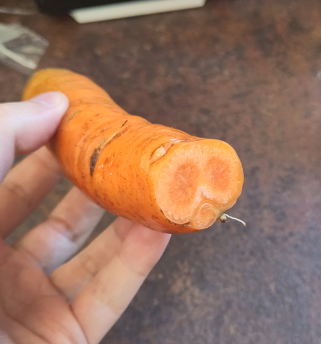 A picture of a carrot, cut in half. inside there are 3 distinct cores inside one outer layer.
