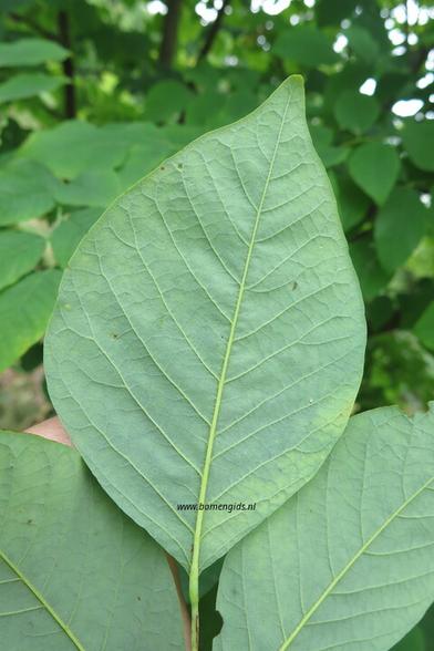 blad-leaf-blatt-feuille-hoja