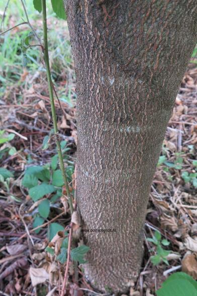 bast-bark-rinde-ecorse-corteza