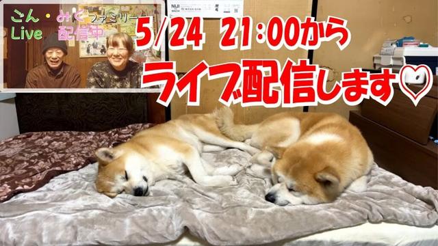 ごん・みくファミリー♡　ライブ配信♪　故郷 秋田から♡　秋田犬【ごん・みく チャンネル】
