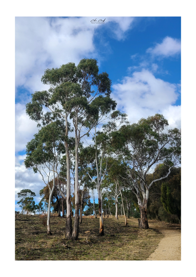 A photograph shows several Eucalyptus trees on a gently sloping hill with a dirt path. The trees have green foliage and the sky is blue with scattered white clouds.