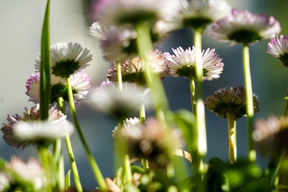 Nachaufnahme einer Gruppe aus weißen Primeln, mit einem Blickwinkel leicht von unten. Die Spitzen der Blütenblätter sind überwiegend zart lila. Nur die Blumen der mittleren und hinteren Reihe sind teilweise im Fokus, vorne alle in der Unschärfe.