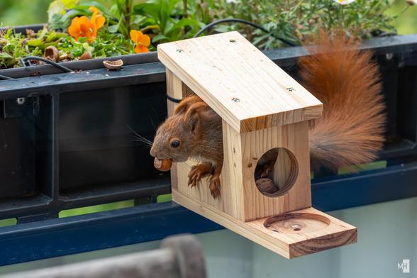 Ein Eichhörnchen streckt den Kopf durch das kleine Loch eines hölzernen Futterhäuschens und hält eine Haselnuss im Maul. Sein buschiger Schwanz schaut aus einer anderen Öffnung des Häuschen hervor, während es neugierig und flink seine Beute sichert. Die Szene zeigt einen lebendigen Moment voller Energie und natürlicher Verspieltheit im Garten.