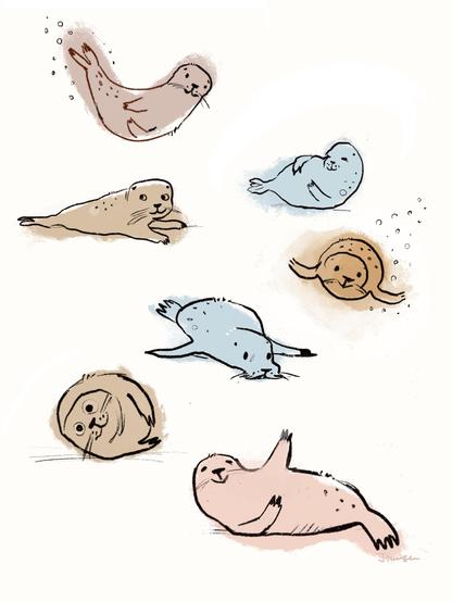 A few sketches of seals. Strong outline with a bit of muted colours - light blue, grey, brown and pink.