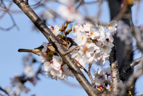A brown tree sparrow perched in the branches of a cherry tree in full blossom.