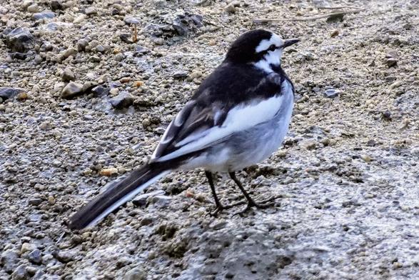 A long tailed bird with a black back and gray body.