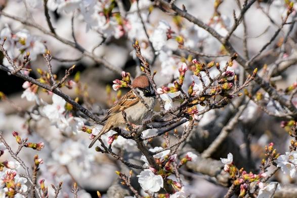 Another pic of a brown tree sparrow perched in the branches of a cherry tree in full blossom.