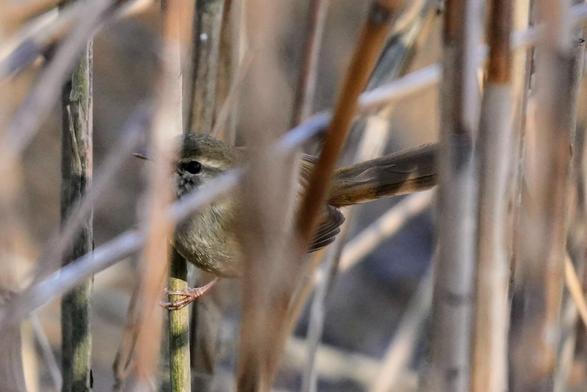 A small, drab, olive green bird almost completely hidden by reeds.